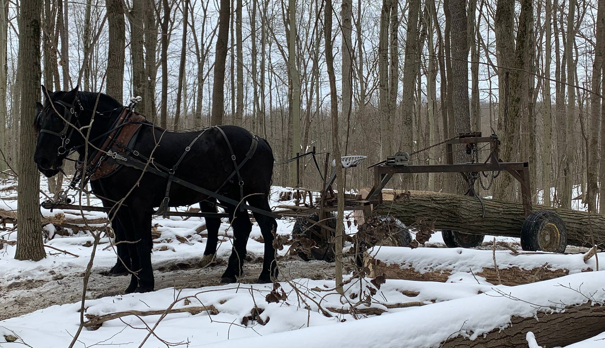 horse logging