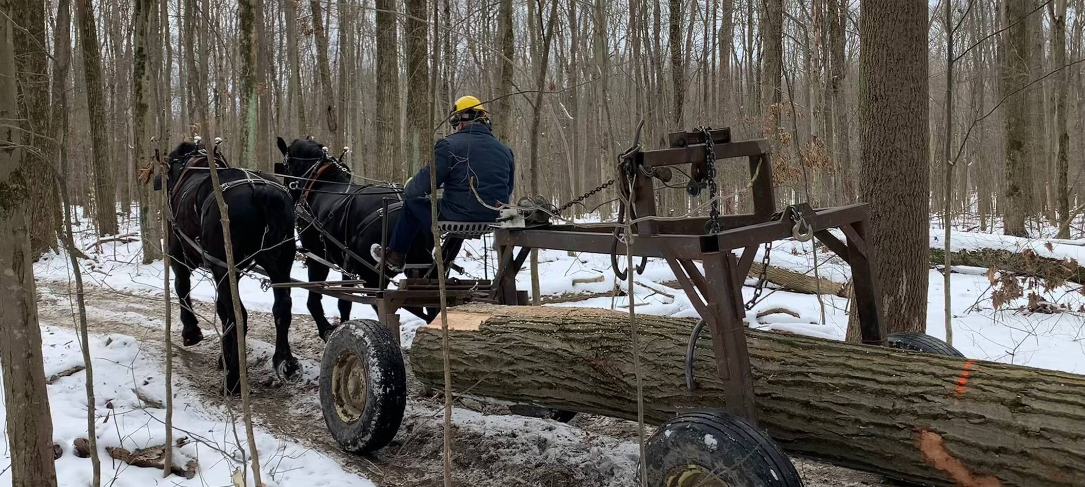 horse logging